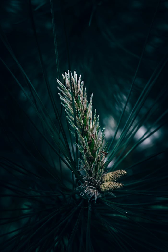 A moody close-up shot of an evergreen pine cone with dark, atmospheric tones.
