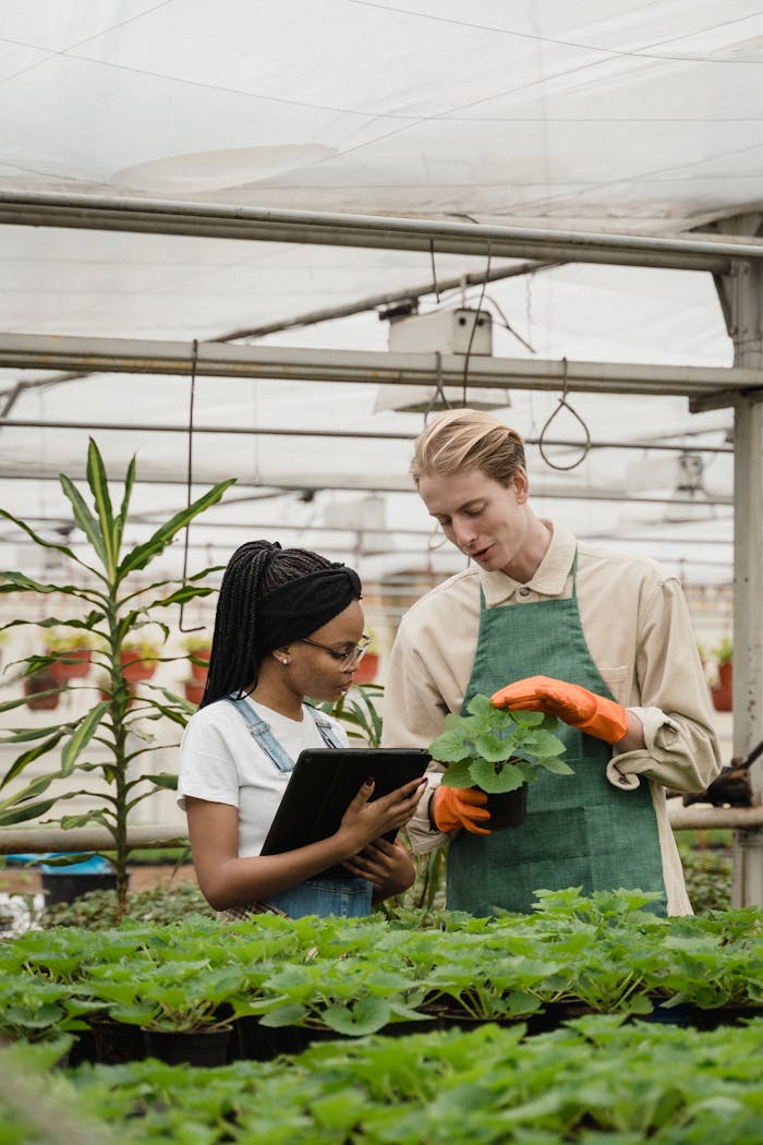 Two horticulturists engage in plant care inside a lush greenhouse.