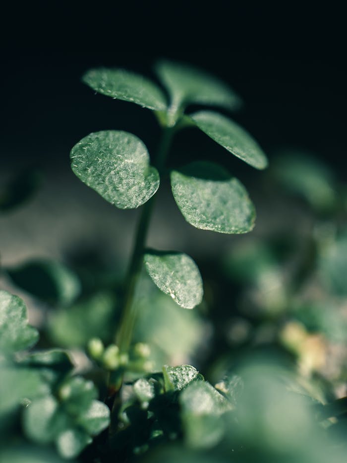 Detailed macro photograph of vibrant green clover leaves with selective focus, showcasing natural beauty.