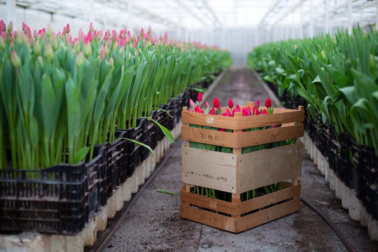 Crate of blooming red tulips in a greenhouse, showcasing horticultural beauty and precision.