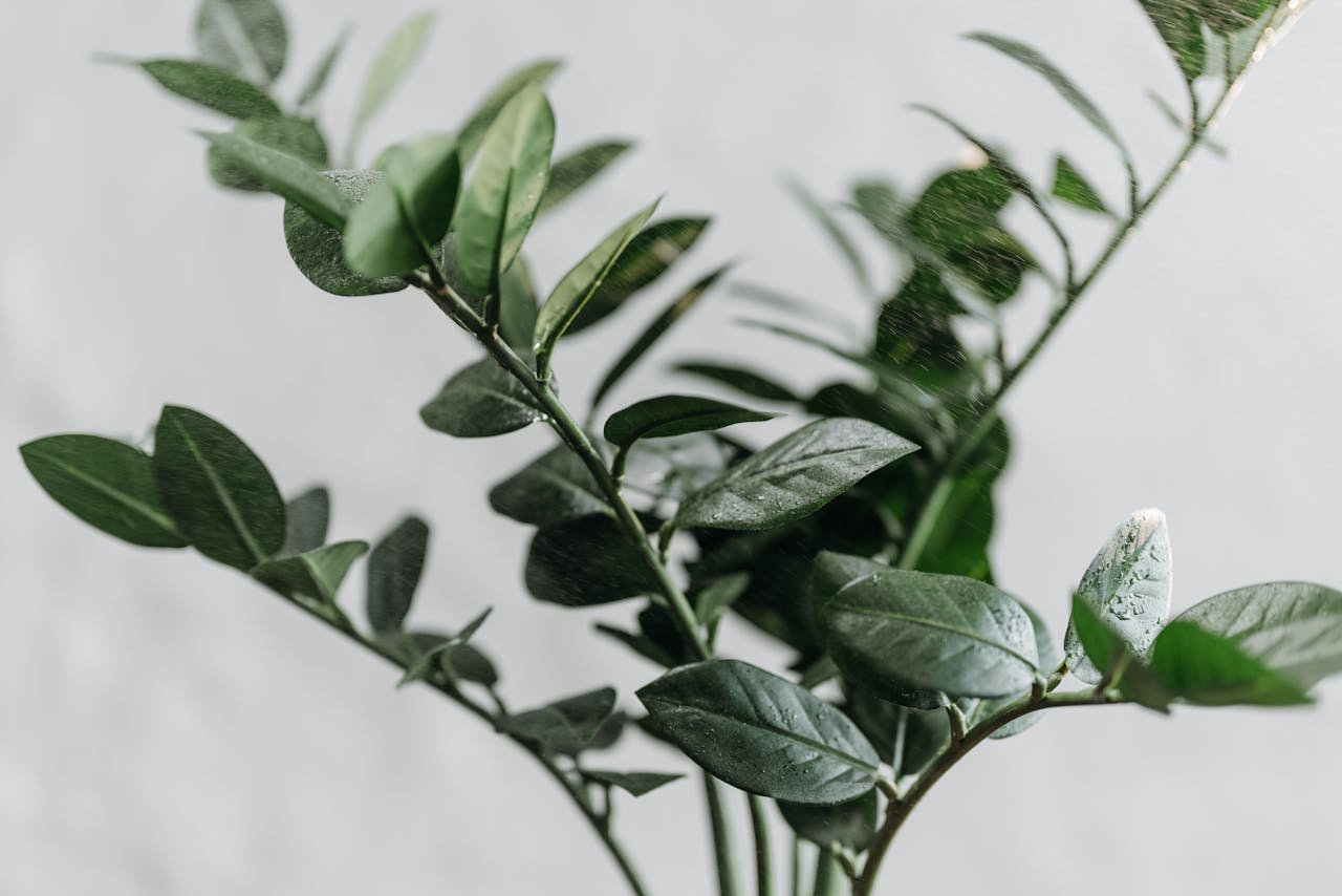 A detailed close-up of vibrant green leaves with visible water droplets on a neutral background.